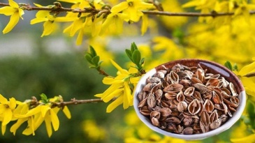 Bài thuốc trị bệnh từ thảo dược liên kiều